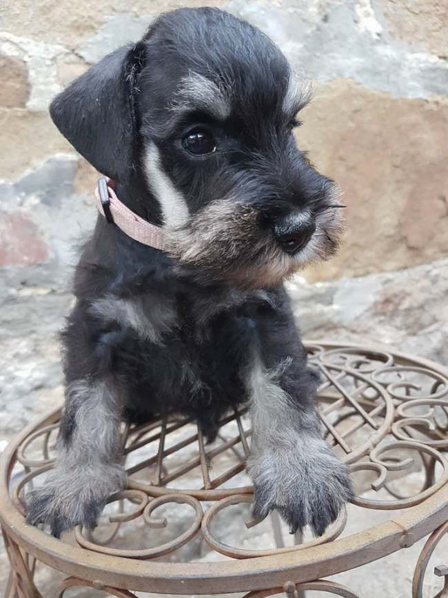 Kodi - George