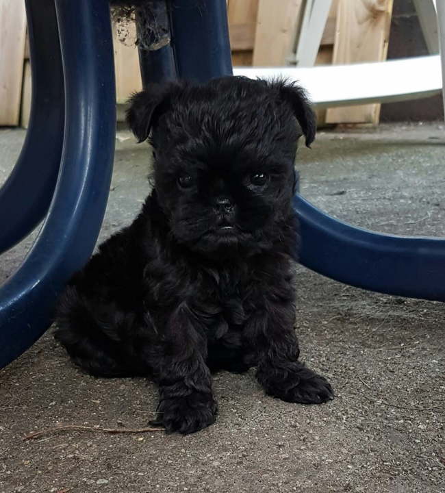 unter dem Tisch ist es sicher!