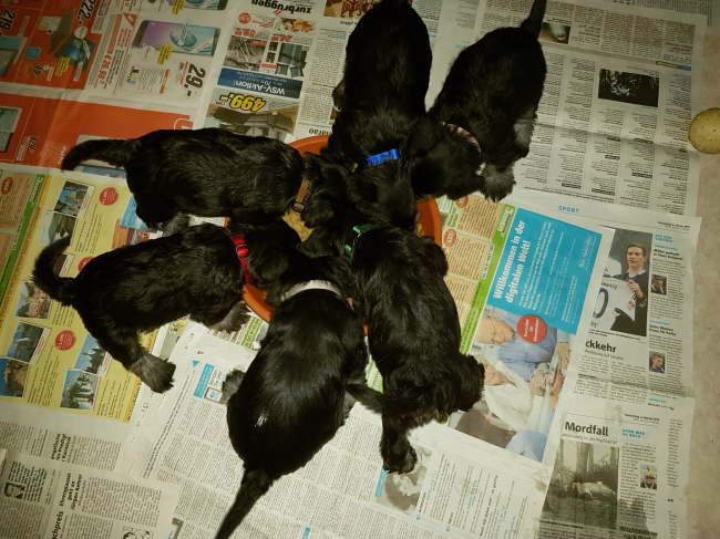 wir haben jetzt auch Halsb�ndchen an....