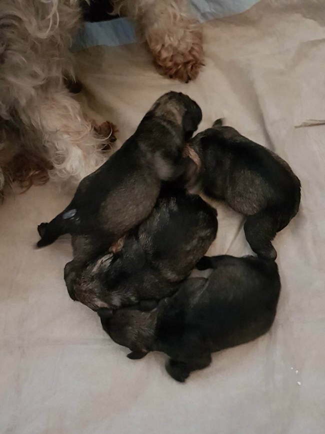 29216922_1796572267086395_3093355894642049024_n