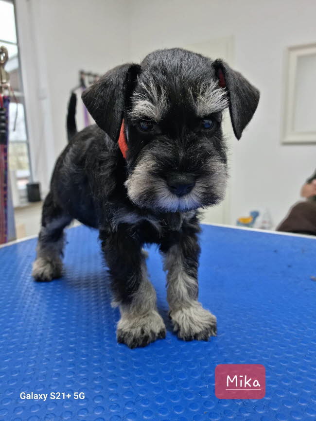 331928514_727896058745311_24183891573188681_n