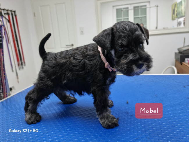 331950876_705706774624635_6081483094409830358_n