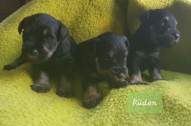 51132753_628869954219848_3265028447587532800_n