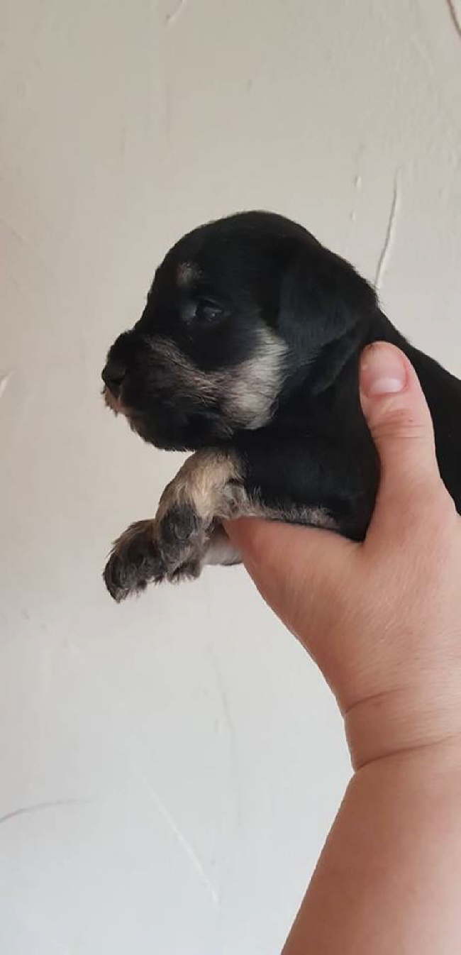 51297193_286591822028971_1206654019380969472_n