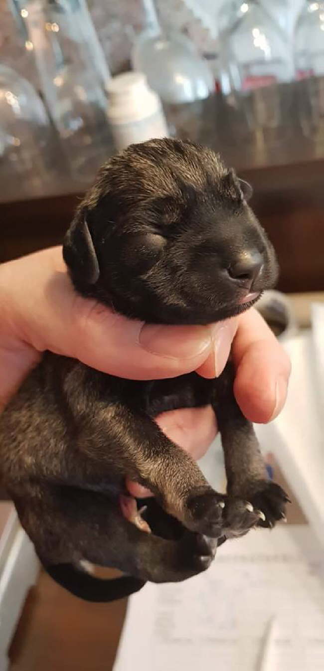 51365753_244540546466902_90826528107003904_n