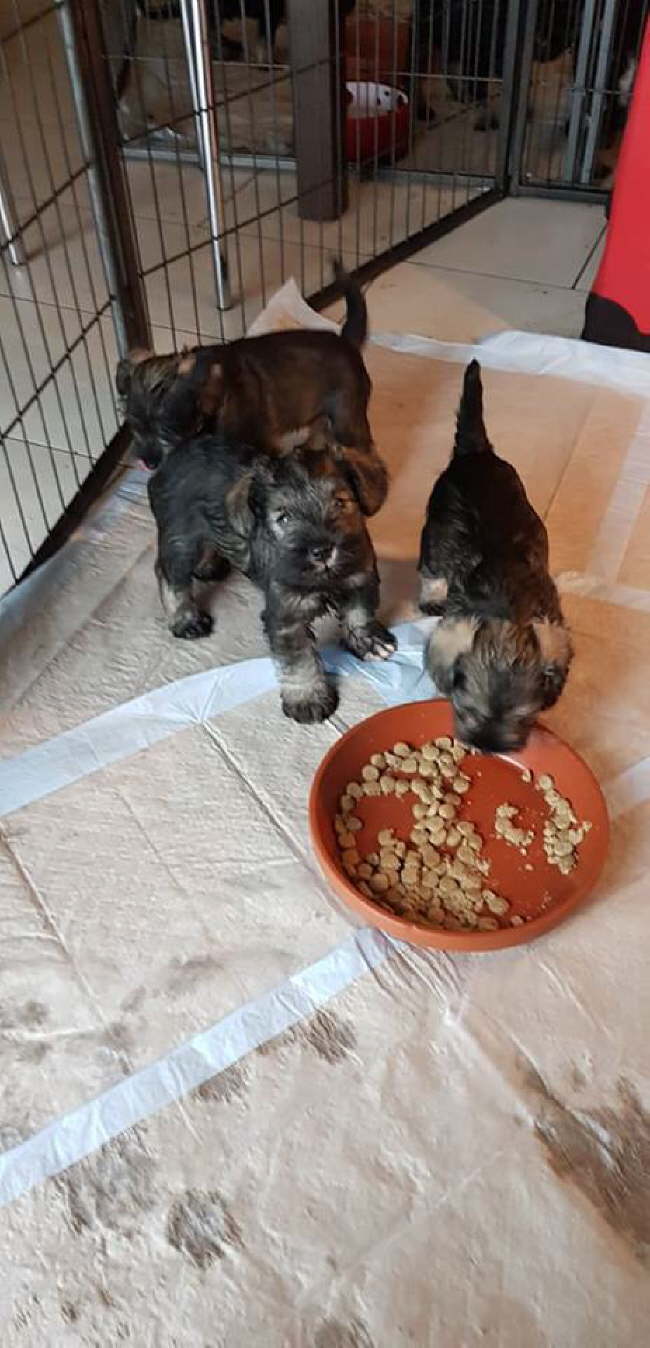 53692870_308509419749113_8253280040133853184_n