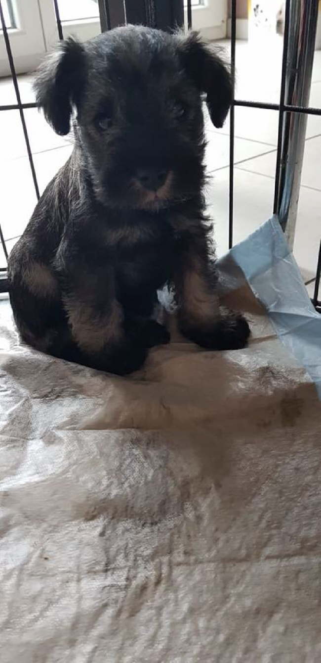 53825977_2316613385275683_6381084498519392256_n