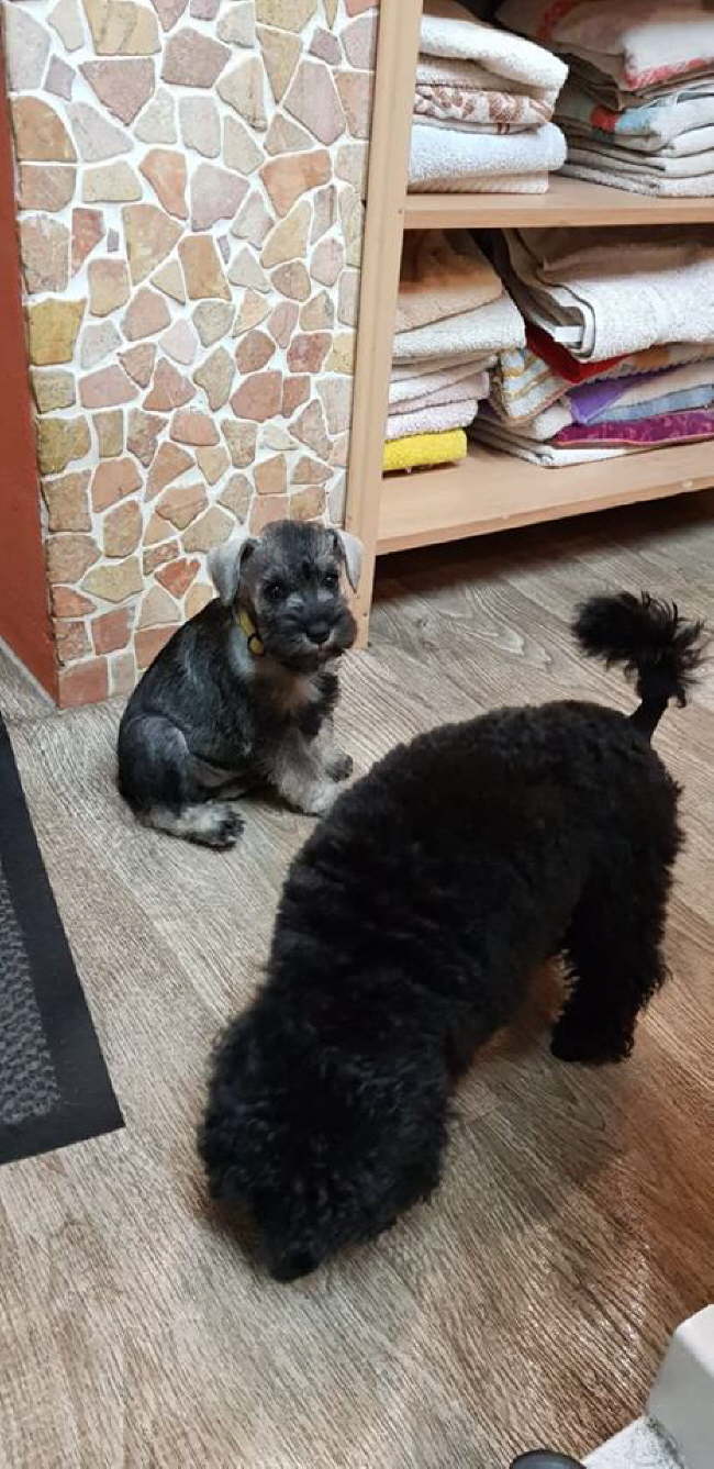 55453645_2260336860882112_3918973407797968896_n