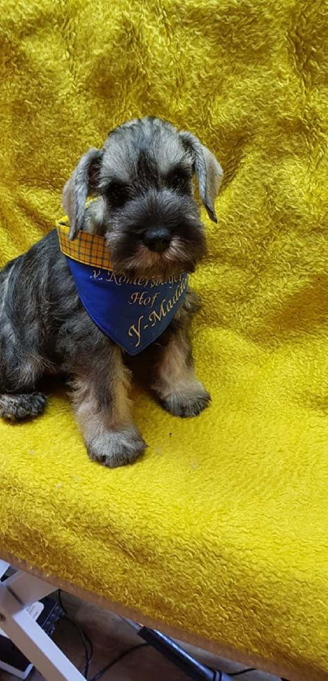 56523183_2560821627265320_4605792983994859520_n