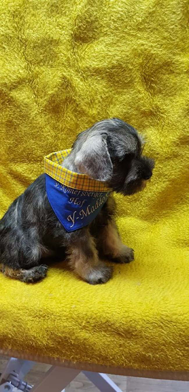 56560668_531157837409446_2071286783525519360_n