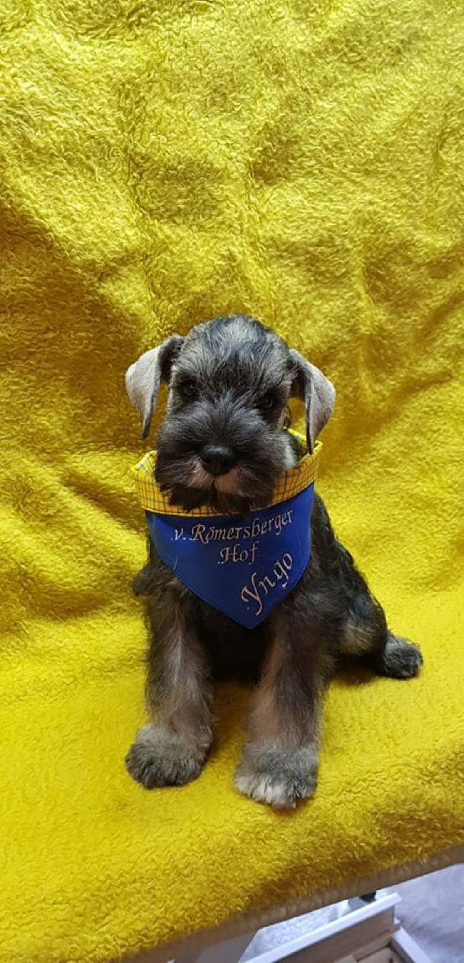 56590970_2173278593002891_7755100259415490560_n