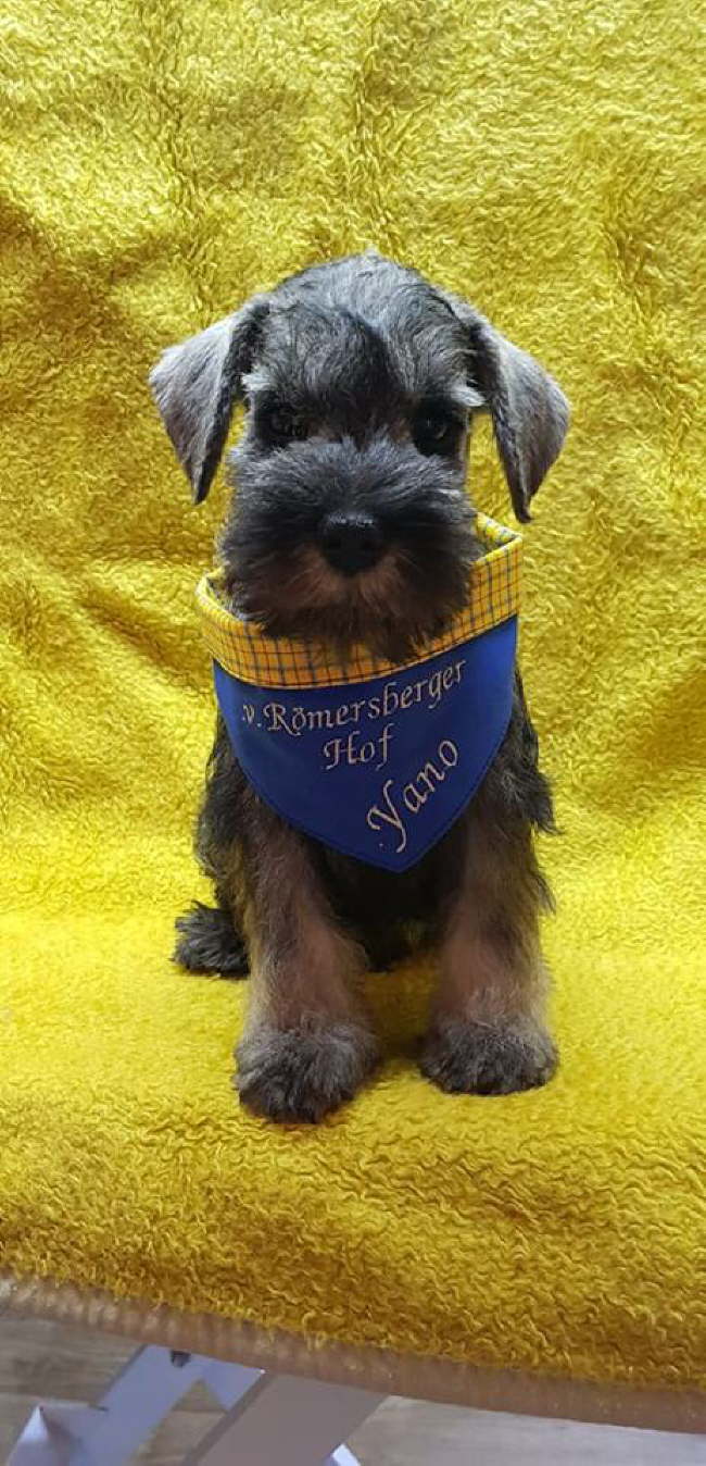 56691466_310389479649243_4266901071995076608_n