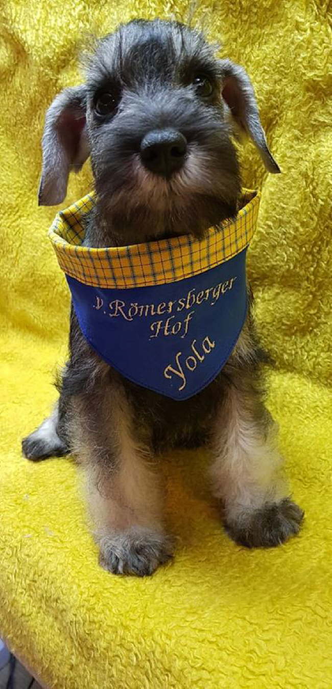 56800671_366548580615167_617841263256797184_n