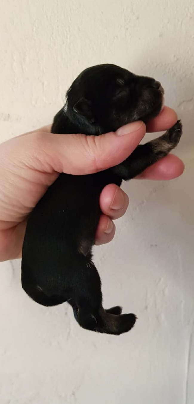 84347696_234786390848249_5342815290453393408_n