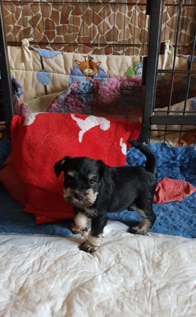 86281899_226556755055104_8089854451461914624_n