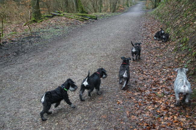 alle Hunde liefen wieder frei