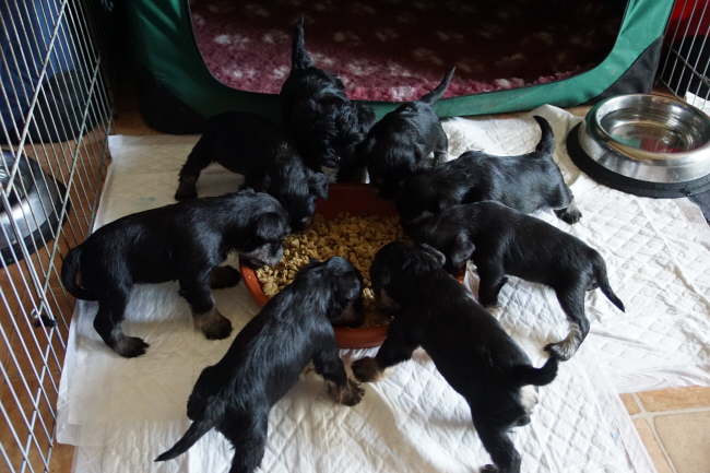 Wir futtern schon selbstst�ndig!