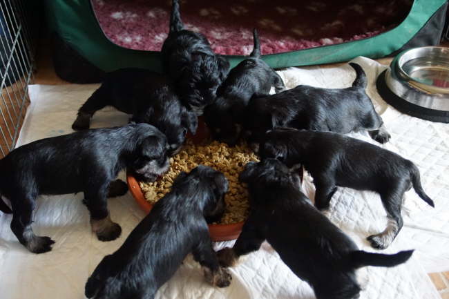 ich habe mich mal bei den Nachbarn, der Zwergschnauzern, zum Essen eingeladen. Mal schauen, was es bei denen so gibt!