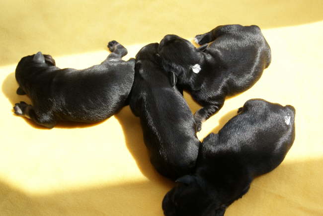 Formations-Schlafen ....