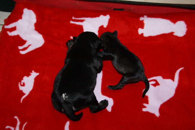 Grenvergleich mit R-Wurf - nur eine Woche Unterschied