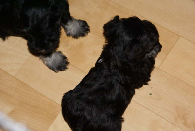 guck mal, ich kann schon "Platz"