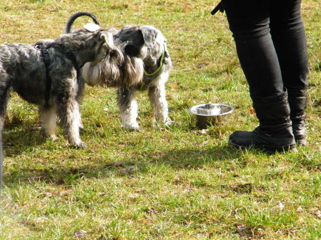 die Hunde verstanden sich gut....