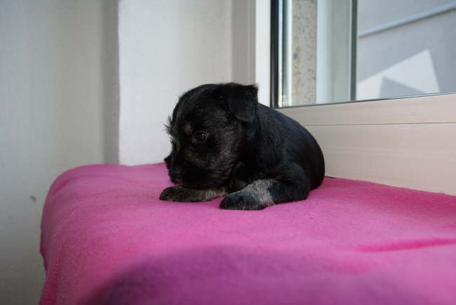 Pia Zadora - available