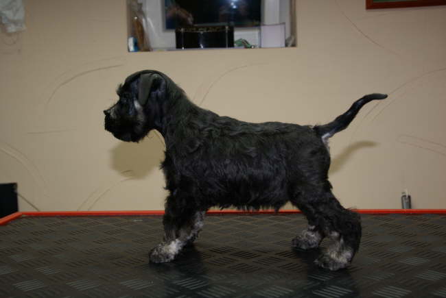 Otin mit erster Frisur